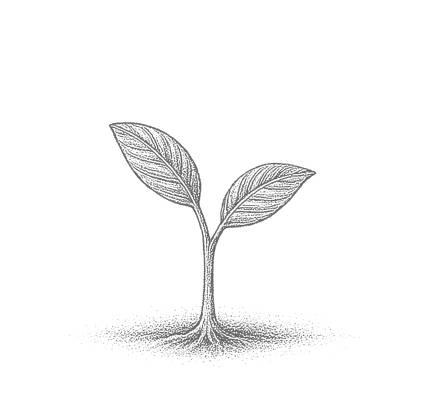줄기/가지